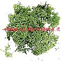 Lichene verde - 12gr - per realizzare diorami - by Domus Kits